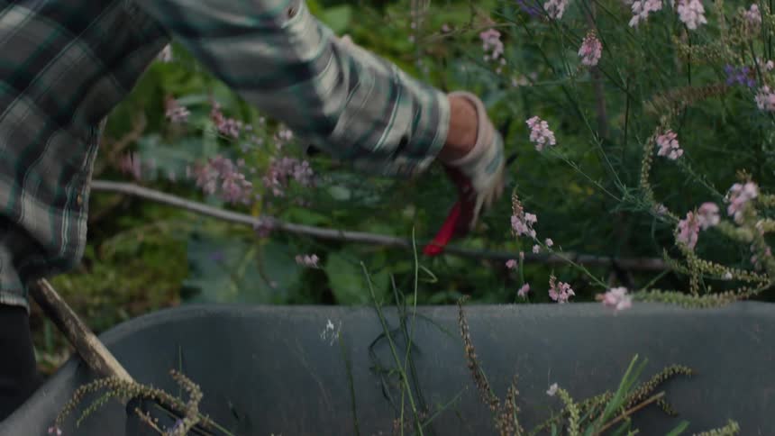 A clip of a gardener harvesting plants