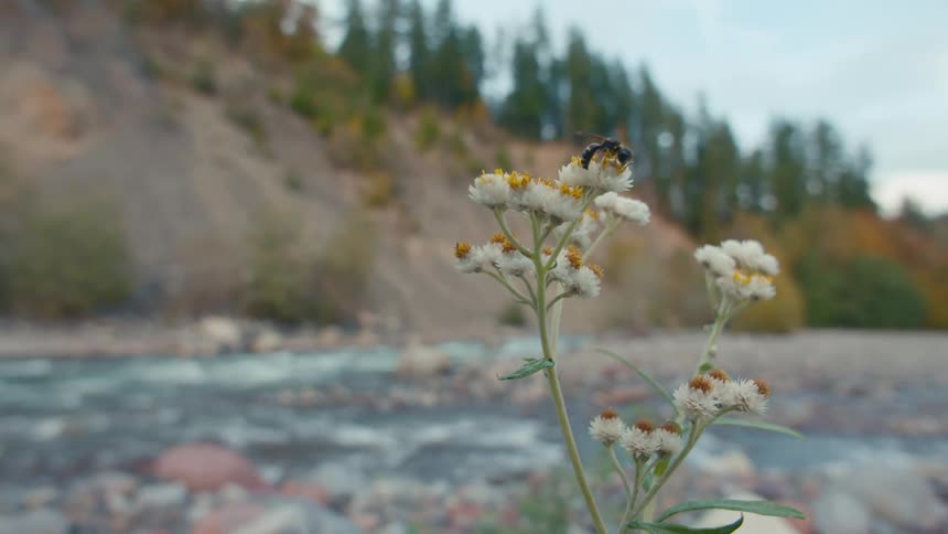 A bee is pollinating white flowers