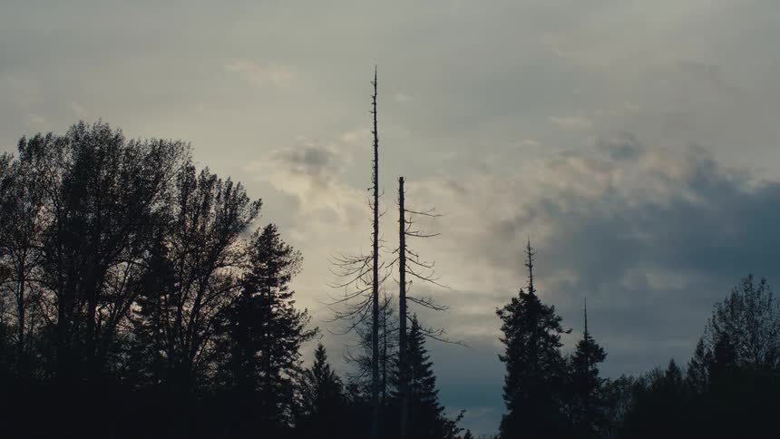 Several trees at dusk