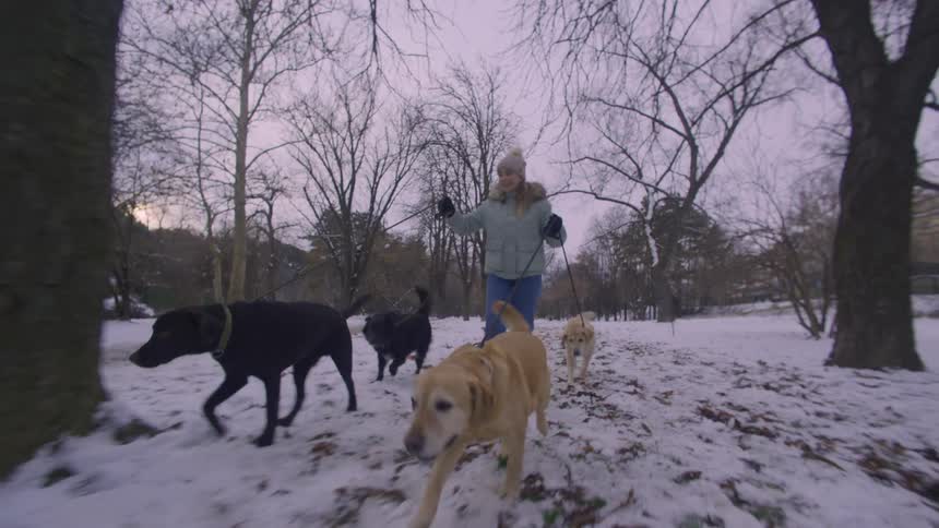 Woman in coat and hat walks in a snowcovered park holding the leash of four dogs