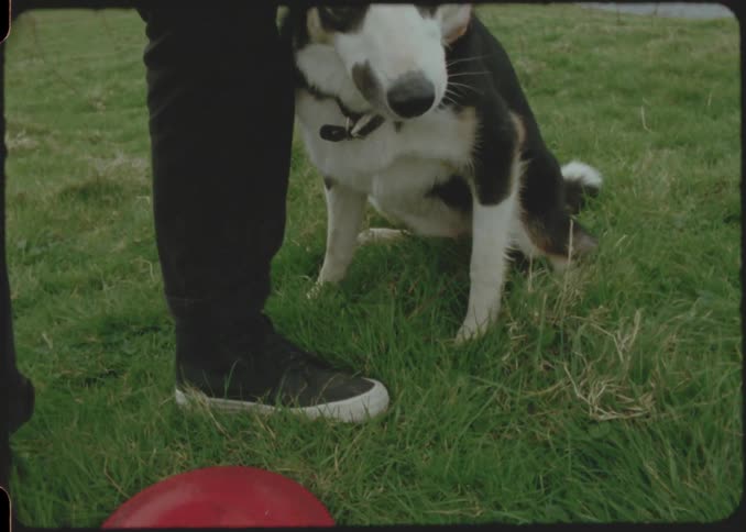 A person is petting a black and white dog with its tongue out sitting on grass next to a red frisbee