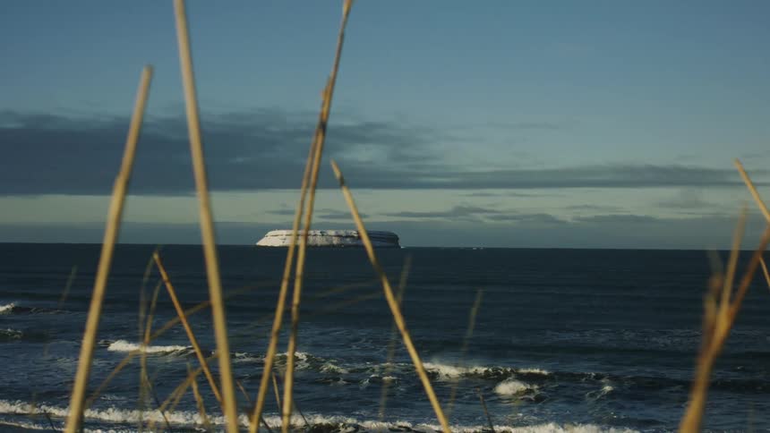 Tall thin stalks of dry grass stand silhouetted against a distant flattopped island in a calm sea under a blue sky