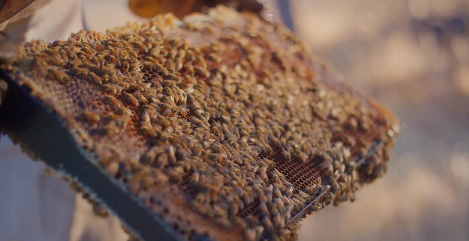 Hive frame covered by a swarm of worker bees