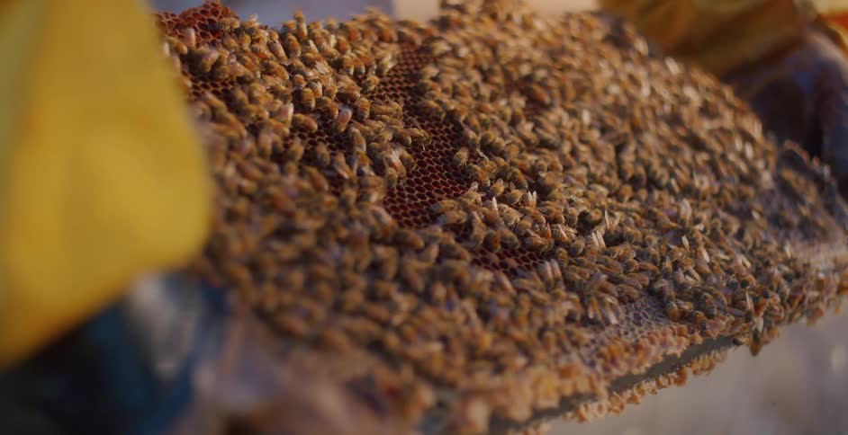 A closeup view of a honeycomb frame covered with a dense cluster of bees