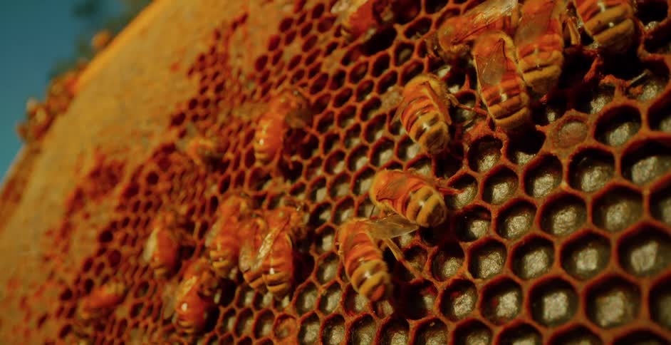 A closeup of a honeycomb with several bees actively working on it under a blue sky