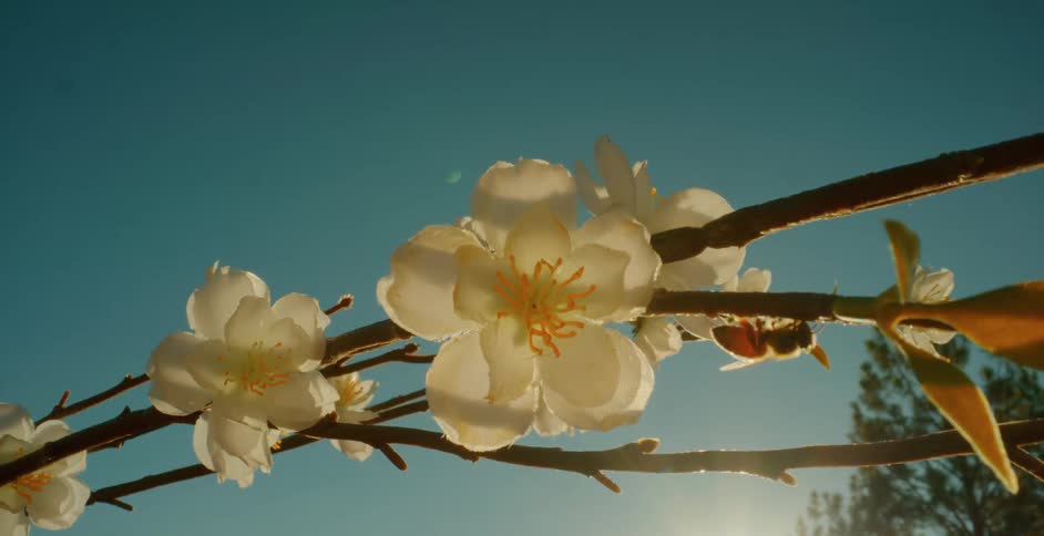 A branch with white flowers is backlit by the sun under a bright blue sky with a bee visible near one of the blossoms