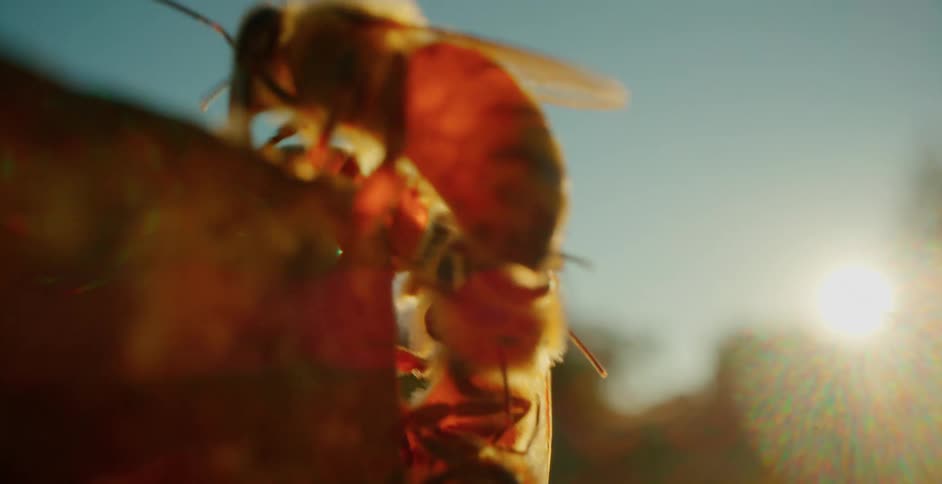 A closeup of bees on a frame with the sun setting in the background and highlighting their wings
