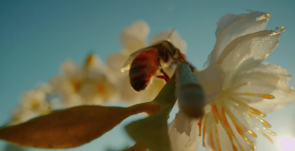 Close up of a bee on a white flower