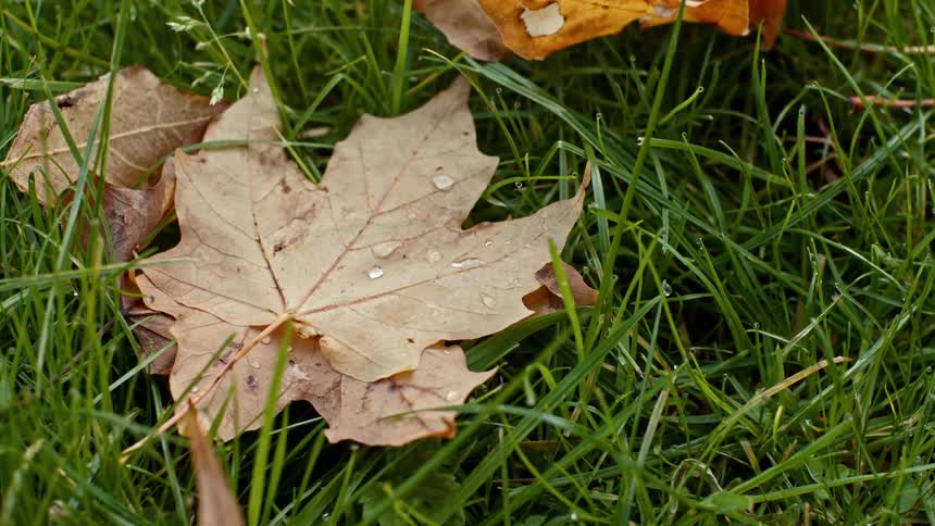 Autumn leaves with dew on them lying on green grass