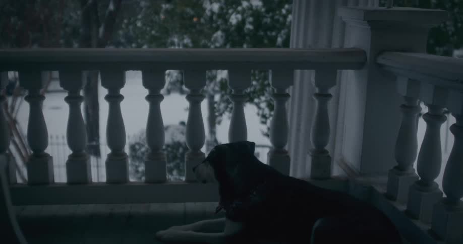 A clip of a dog resting at the balcony
