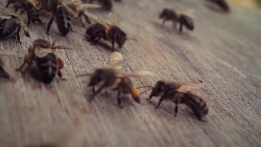 Close up of bees on top of a wooden surface