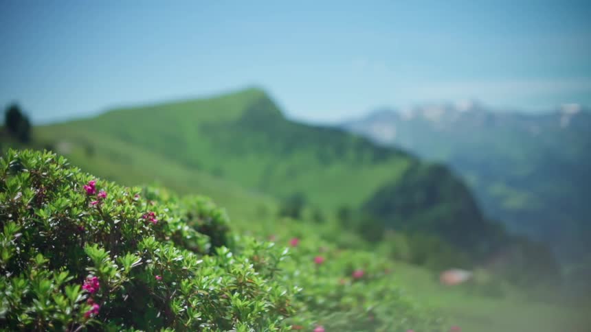 A closeup shot of a flowering bush with small pink blossoms anchors the foreground while a blurred landscape of rolling green hills stretches into the distance under a clear blue sky