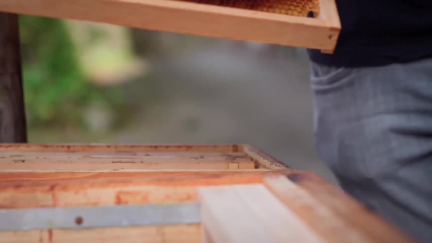 A man is working as a beekeeper