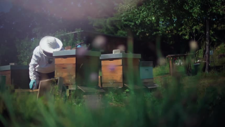 Beekeeper in protective clothing opening a wooden beehive box