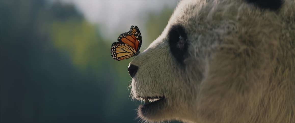 Butterfly lands on the nose of a panda then flies off when the animal shakes its head