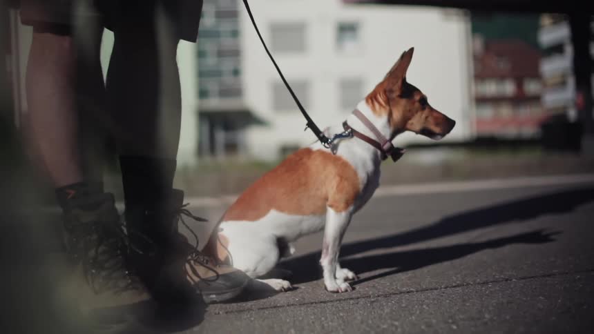 A small dog on leash sits tries to walk is held back by the leash and sits again with a mans boots nearby and city blurred behind