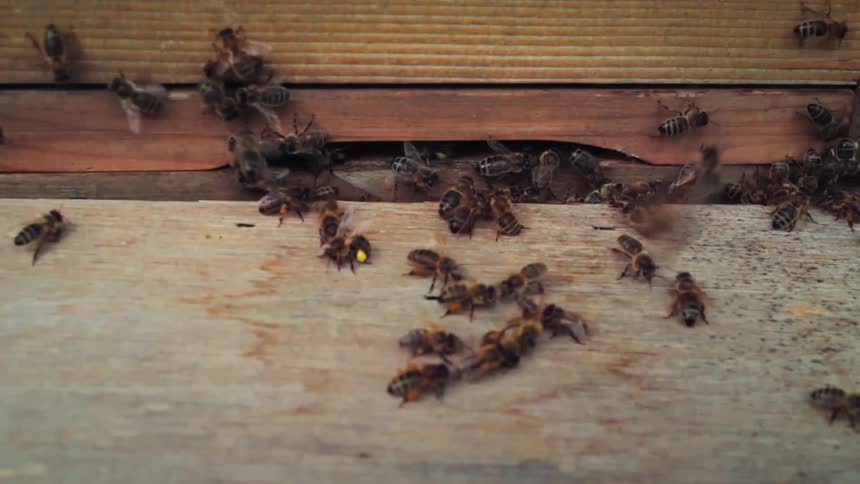 Bees entering and leaving a hive through an opening in the wood