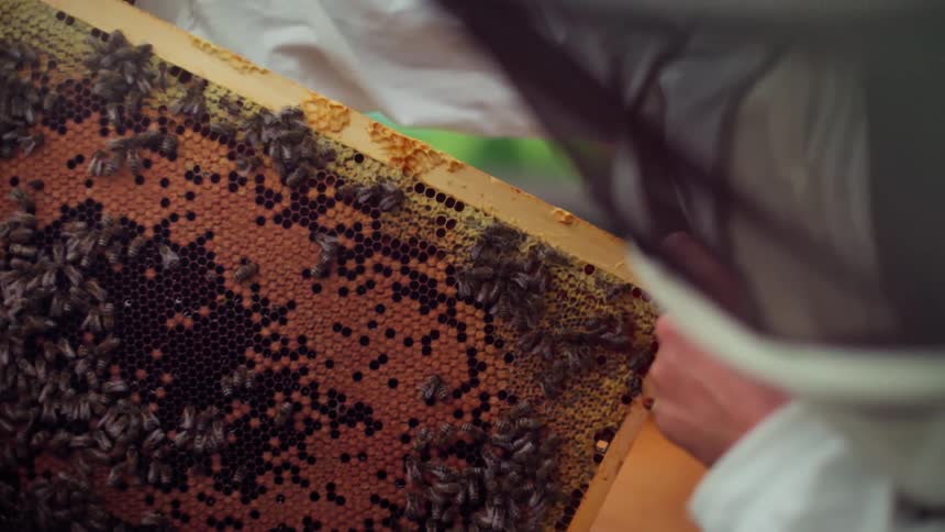 A person in a beekeeping suit is inspecting a honeycomb frame filled with bees and capped honey cells