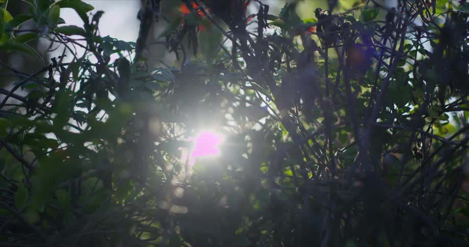 Sun reflection between branches and green leaves
