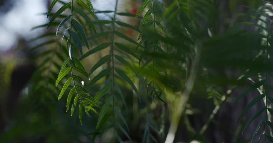 The needles on the plant are green