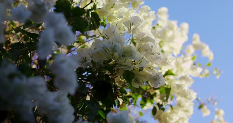 Upward view of white flowers