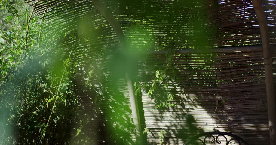 A sunlit garden area with a woven bamboo fence partially covered by green foliage and a decorative metal chair at the bottom