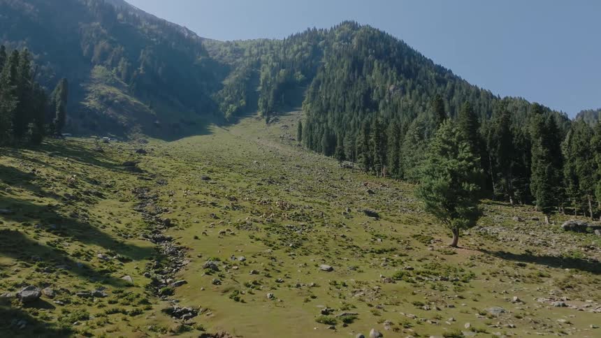 Trees cover the mountain ahead