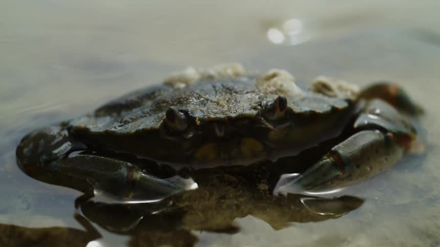 Partially submerged crab rests in a shallow pool of water