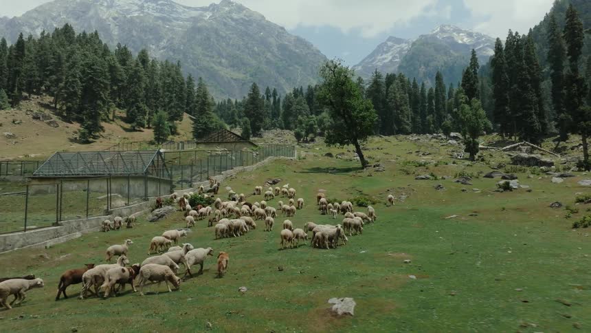 A farm with a large group of white and some dark sheep and a patrolling dog