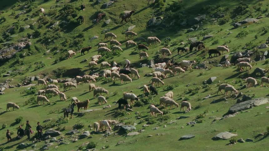 Herd of livestock animals are grazing and walking on grassland plains