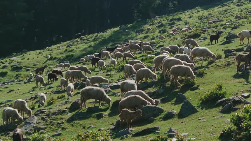 Sheep are grazing on a sunny day