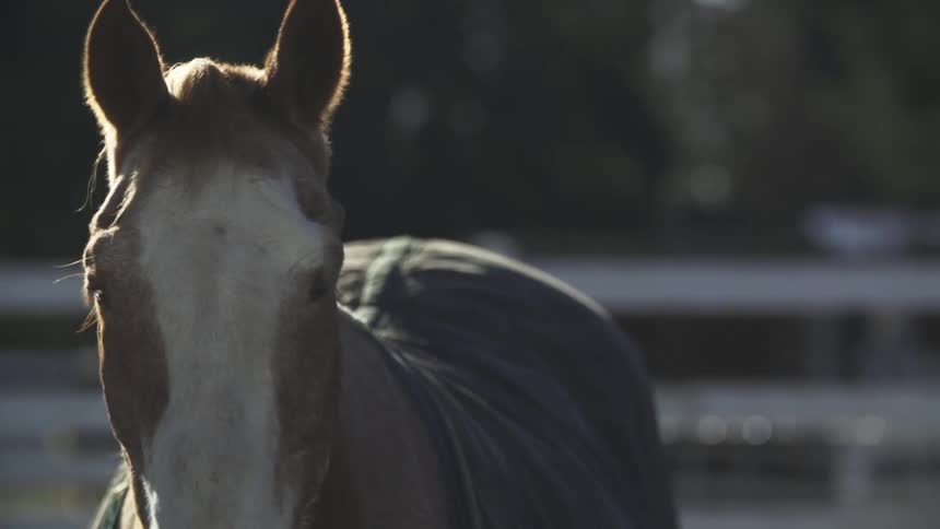 A horse outside on a sunny day