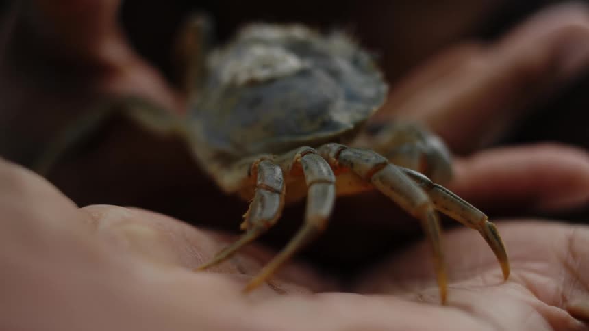 A crab covered with barnacles crawls on a persons hands
