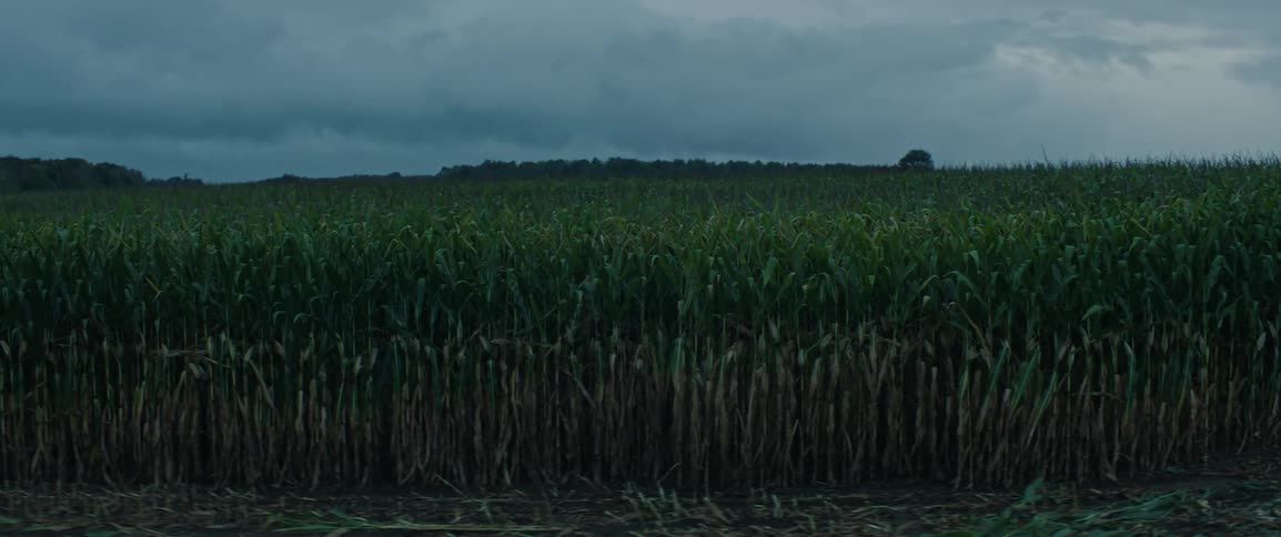 A dense cornfield stretches under a cloudy sky