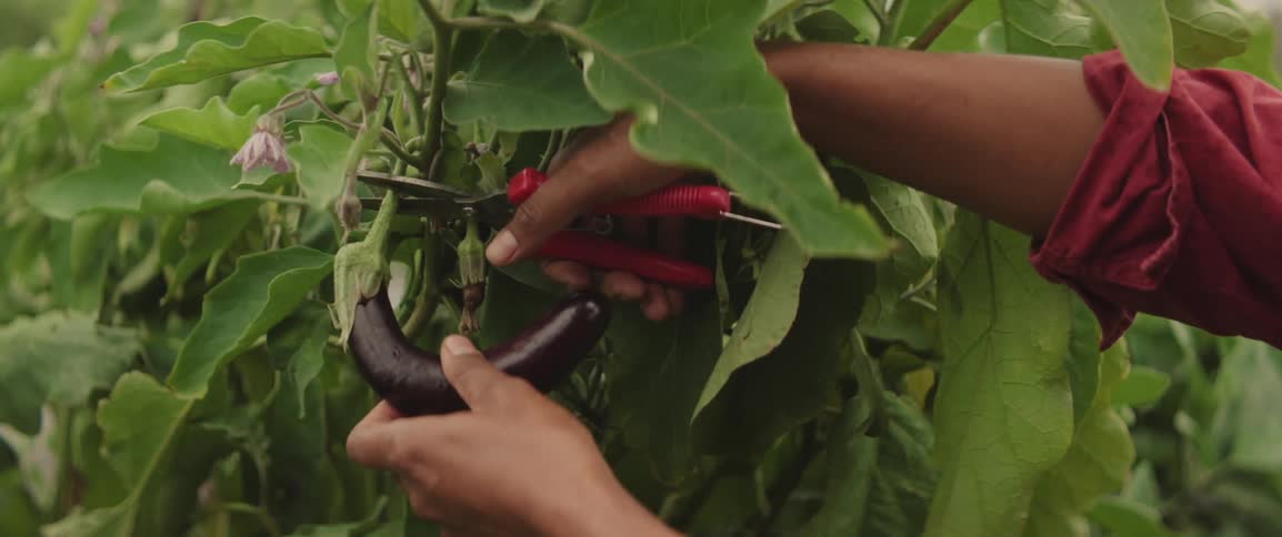Clipping an eggplant from garden and placing in green basket