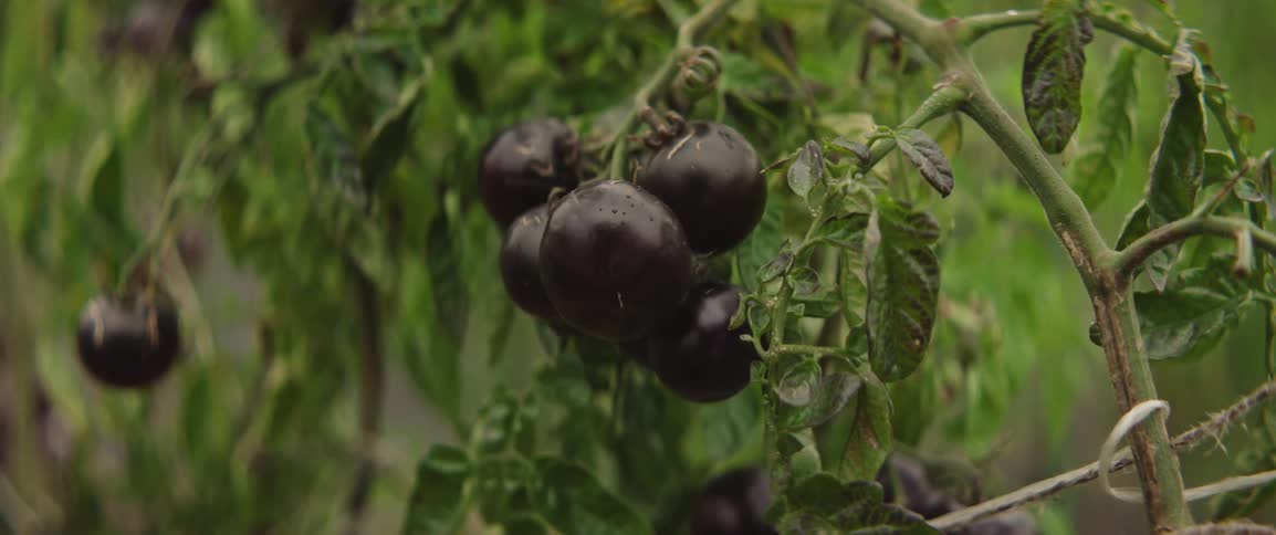 A cluster of deep purple tomatoes hangs from a vine surrounded by lush green leaves in the garden