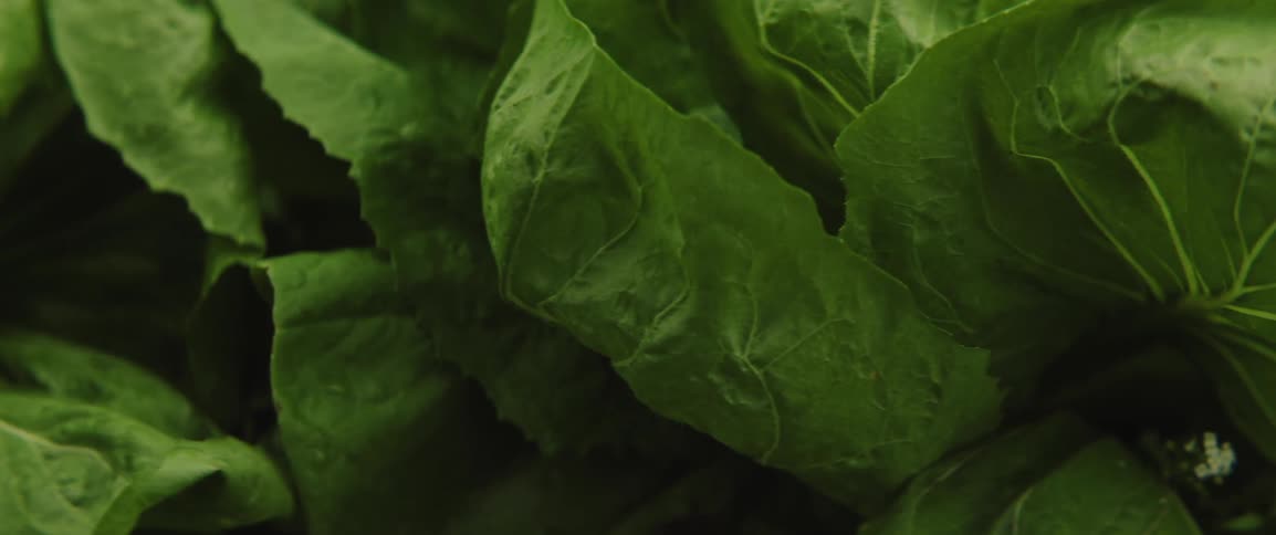 Closeup captures the texture and rich green tones of leafy vegetable