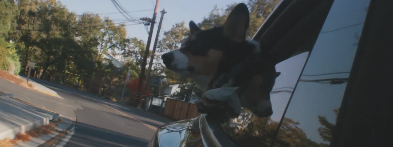 A black and brown dog hangs its head out of a car window while it drives down the street