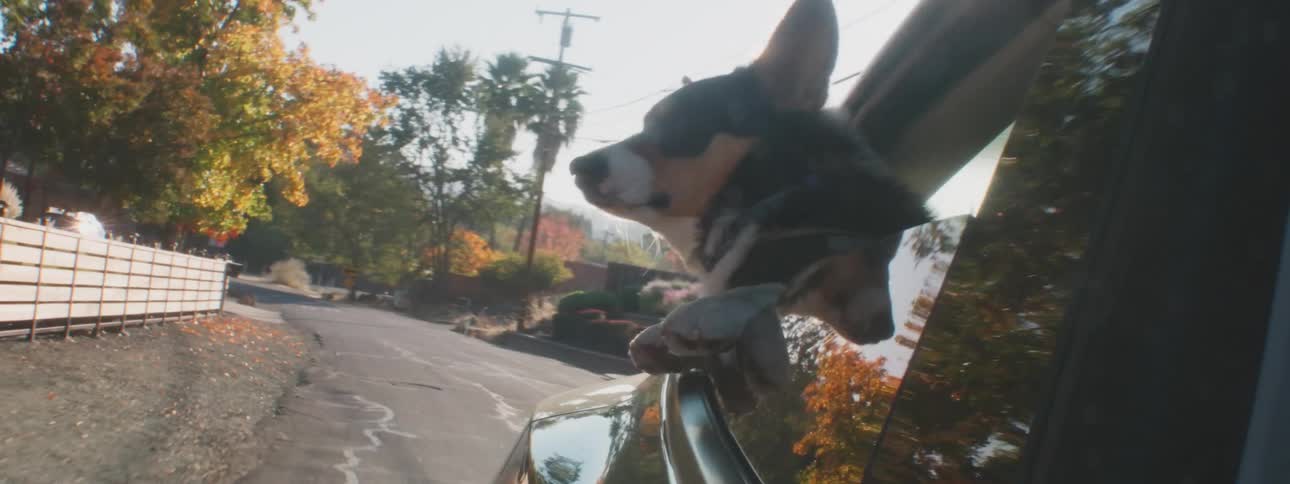 A dog is hanging out the window
