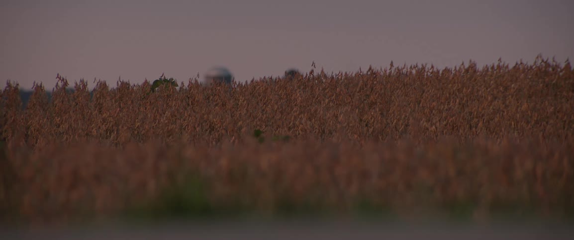 Landscape of a field of tall grasses in the country