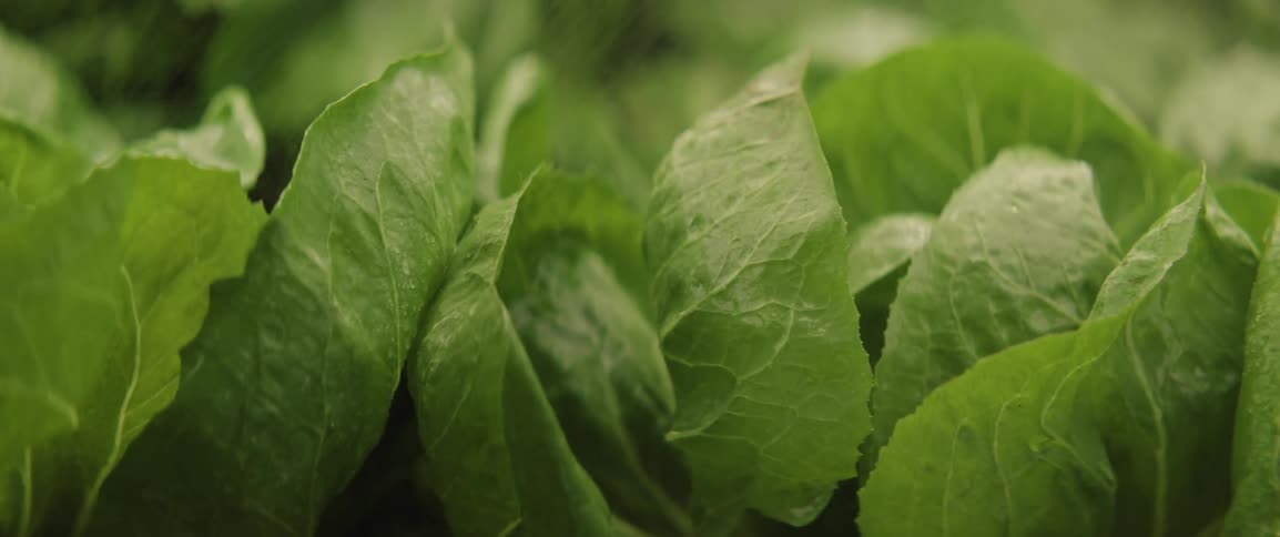 Macro view of lettuce leaves glistening as they gently move under a fine mist