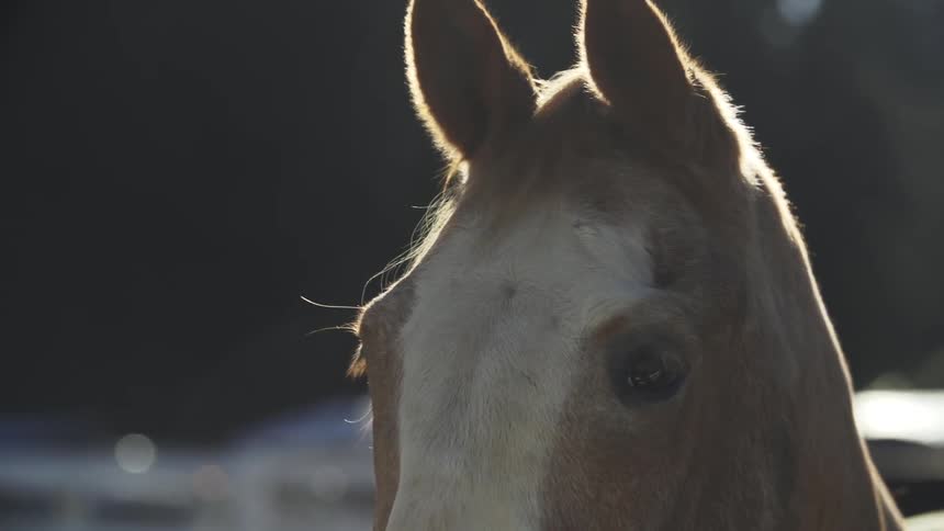 The sun shines on a horse