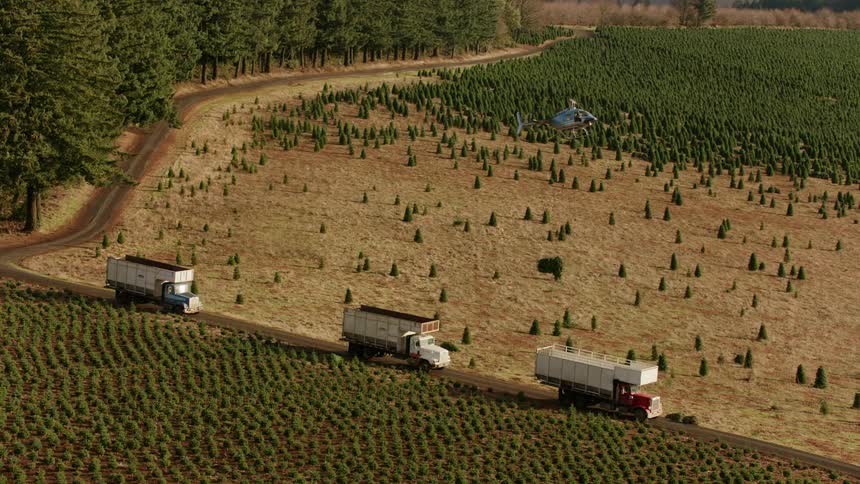 Three trucks travel along a dirt road through a tree plantation