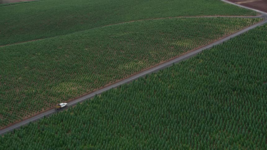 Pickup truck travels along a road surrounded by a vast tree plantation
