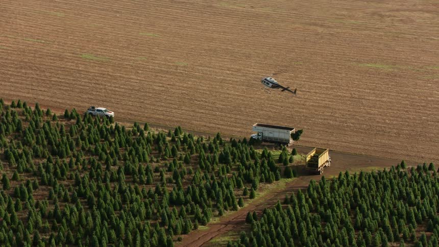 A helicopter delivers pine trees hanging from a cable into the back of a truck flying over a field of neatly planted rows
