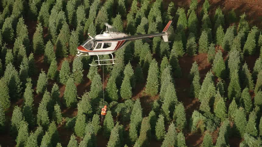 From an aerial perspective a helicopter is hoisting trees from a dense pine forest as a lumberjack on the ground affixes trees to a line for aerial removal