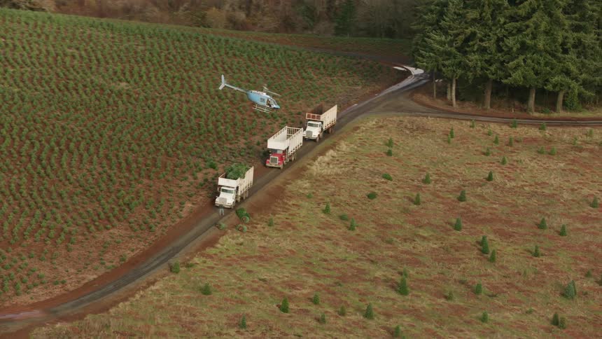 A helicopter delivers pine trees hanging from a cable into the back of a truck flying over a field of neatly planted rows