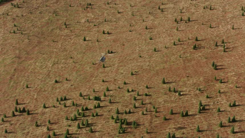 A helicopter delivers pine trees hanging from a cable into the back of a truck flying over a field of neatly planted rows