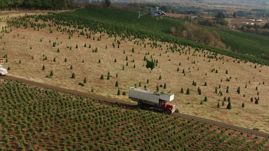 A helicopter is putting trees in the line of trucks by the tree farm