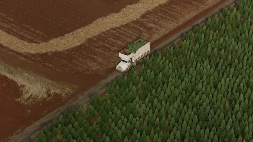 Aerial view of a truck carrying a tree on a road surrounded by conifers